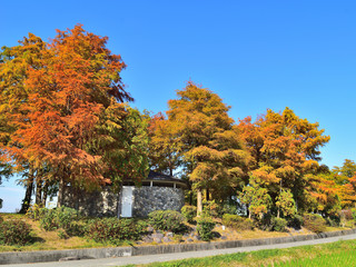 天満大池公園の紅葉
