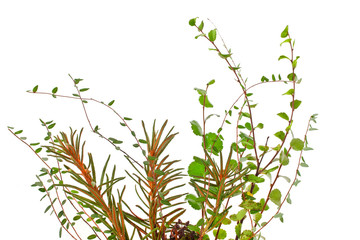 Branches of cowberries, dwarf birch (Betula nana) and marsh (Northern) Labrador Tea (Ledum palustre) plant isolated on a white background. Forest bouquet.