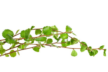 Young branches of dwarf birch (Betula nana) isolated on a white background.