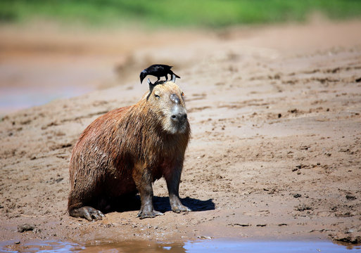 Capybara sitting on the River Bank, with a Bird on Its Head. Tambopata, Amazon Rainforest, Peru