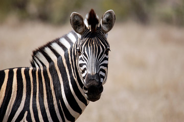 Fototapeta na wymiar Burchell's Zebra (Equus burchelli) Looking into the Camera. Satara, Kruger Park, South Africa