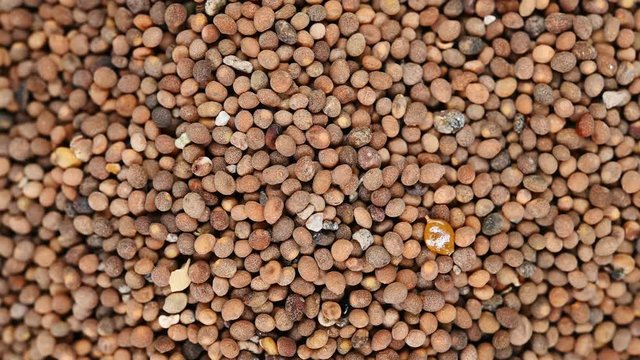 top view herb medicine TuSiZi or Cuscutae Semen or Chinese Dodder Seed rotate and pause