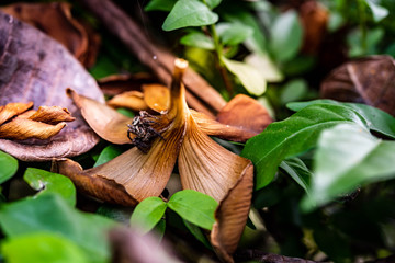 Asian spider is a deadly poison in the natural rain forest.