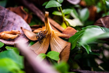 Asian spider is a deadly poison in the natural rain forest.