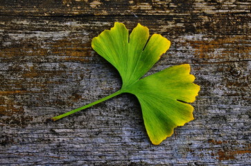 Ginkgo biloba, Ginkgo tree © wiha3