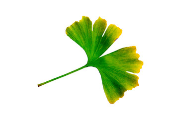 Ginkgo biloba, Ginkgo tree