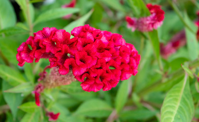 Cockscomb flower.