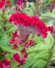 Cockscomb flower.