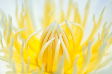 Closeup or macro shot of yellow pollen white lotus.