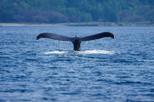 「父島」の画像 1,965 件の Stock 写真、ベクターおよびビデオ Adobe Stock