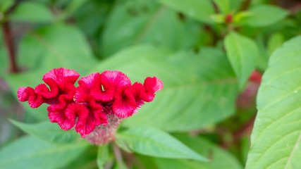 Cockscomb flower.