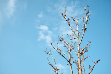 Fall Tree Against a Blue Sky