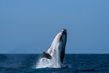 小笠原の海でジャンプするザトウクジラ