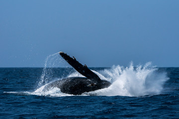 Fototapeta premium 小笠原の海でジャンプするザトウクジラ