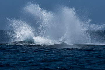 小笠原の海でジャンプするザトウクジラ