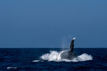 Fototapeta premium 小笠原の海でジャンプするザトウクジラ