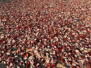 Leaves on ground