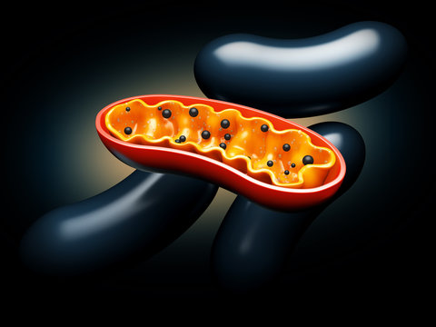 3d Rendering of Mitochondria - realistic illustration on red background