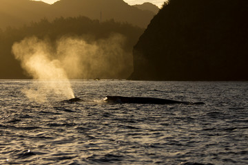 朝焼けの海で噴気を上げるザトウクジラ