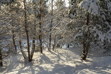 beautiful snow-covered pines. contoured sunlight and long shadows. there is a winter snow-covered forest after snowfall in Sunny weather.