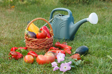 Vegetables in a wicker basket and watering can on green grass.