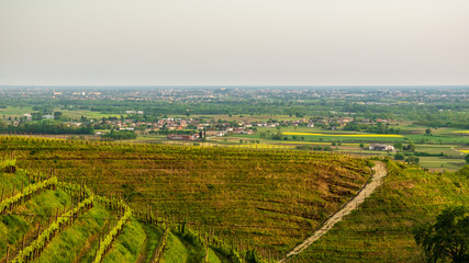 Fototapeta premium Evening storm in the vineyards