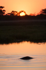 Hyppo in Botswana