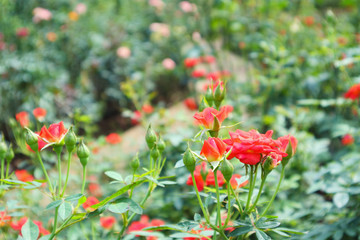 Beautiful red roses in flower garden