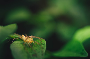 Asian spider is a deadly poison in the natural rain forest.