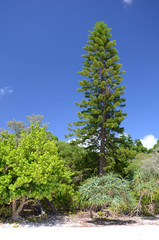 Fototapeta na wymiar végétation sur l'ile des pins