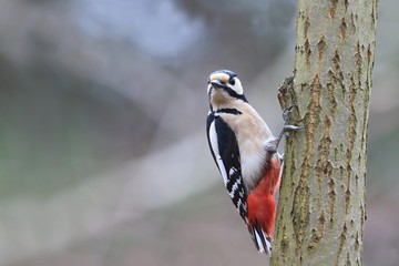 Great spotted woodpecker sitting on the branch. Wildlife scene from nature. Dendrocopos major