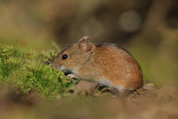 Single Striped field mouse on a ground during a spring period. Apodemus agrarius. Wildlife scene from nature