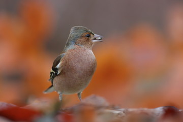 Chaffinch, Fringilla coelebs, songbird sitting on the ground. little bird in nature forest habitat, clear orange background, Wildlife scene from nature.