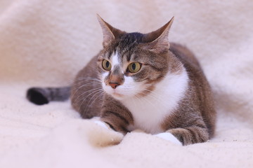 Funny colorful domestic cat with big eyes. Felis sivestris.