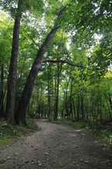 Fototapeta premium Nature Hike in Woods Summer