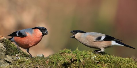 Male and Female Eurasian bullfinch sits on the branch. pair bullfinch in the nature habitat. Pyrrhula pyrrhula . Willdife scene from nature