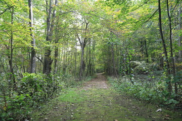 Nature Hike in the Woods