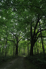 Fototapeta na wymiar Nature Hike in the Woods