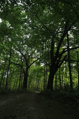 Nature Hike in the Woods