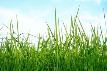Fototapeta premium Wild grass plant leaves on white sky background for green foliage backdrop 