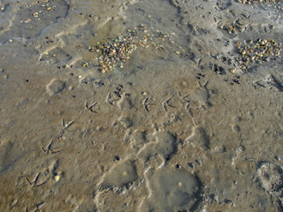 Seabird prints of a beach covered in shells on the Wadden Sea near Dornumersiel in Germany in Autumn