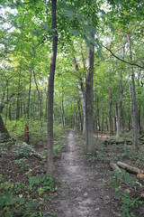 Nature Hike in the Woods