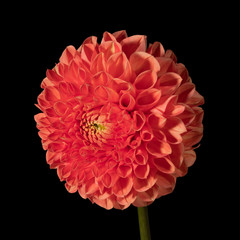 Red dahlia flower on a black background. Side view