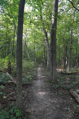 Obraz premium Nature Hike in the Woods