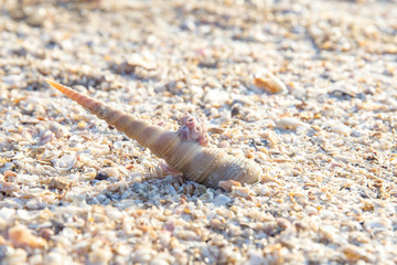 Conch shell on the sand beach of sea or ocean with sunlight or sunshine on the morning.