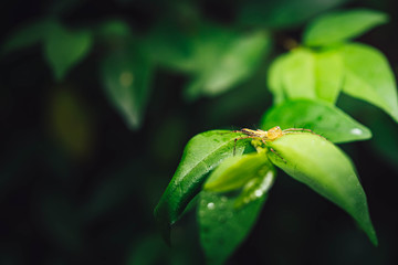 Asian spider is a deadly poison in the natural rain forest.