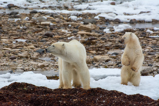 polar bear mom and cub alert and standing