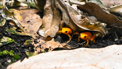 Dendrobates