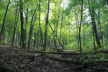 Obraz premium Nature Hike in Woods and Greenery