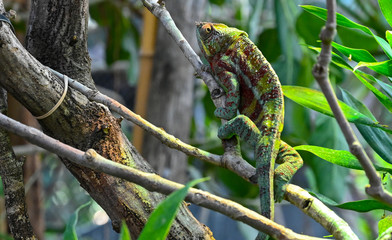 Caméléon